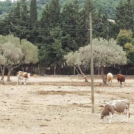 Defneland Kardelen 펜션 울라