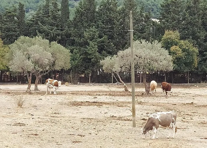 Defneland Kardelen Prázdninový dům Urla