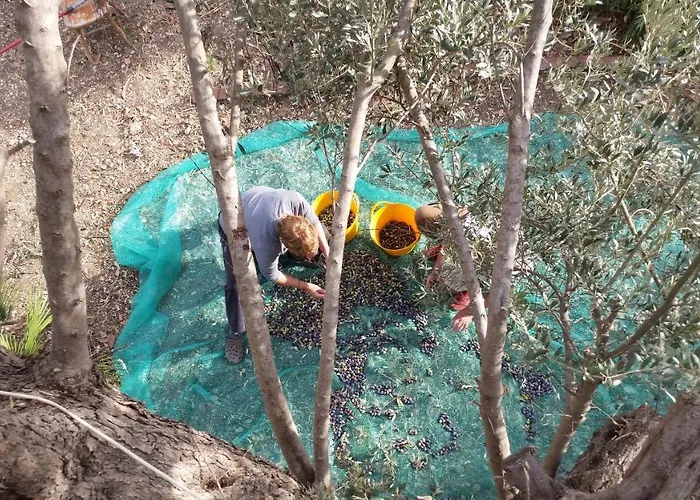 Defneland Kardelen *