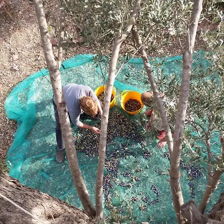 Defneland Kardelen *