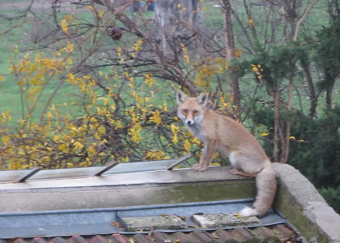 Defneland Kardelen Tatil Evi